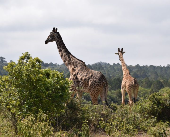 Arusha National Park (1)