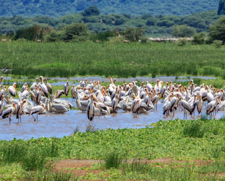 Lake Manyara National Park (1)
