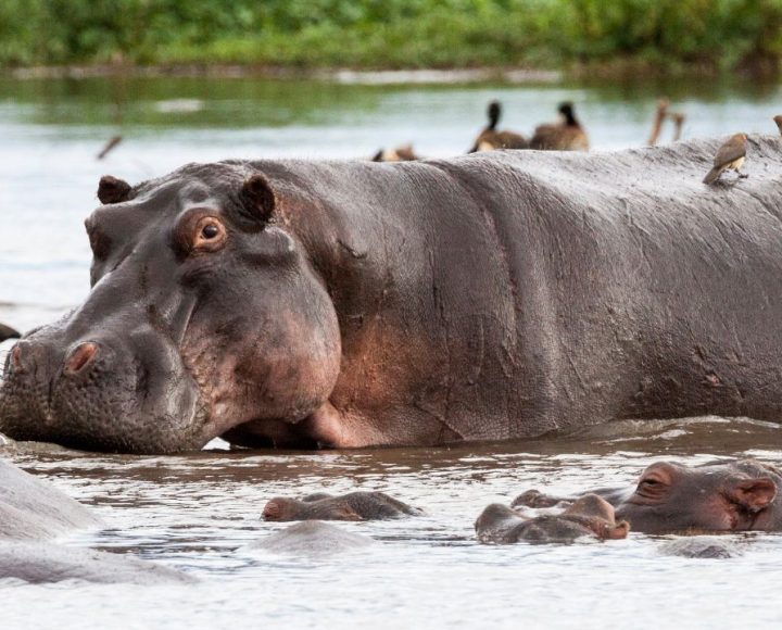 Lake Manyara National Park (2)