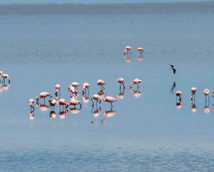 Lake Manyara National Park (3)