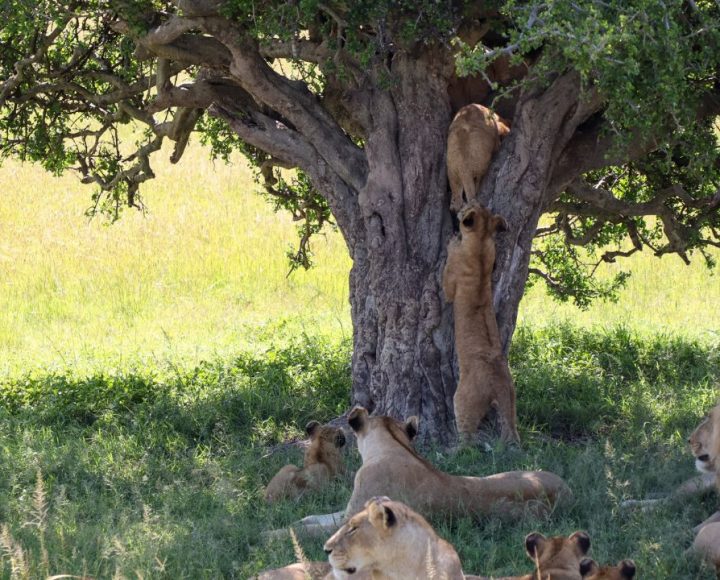Lake Manyara National Park (4)