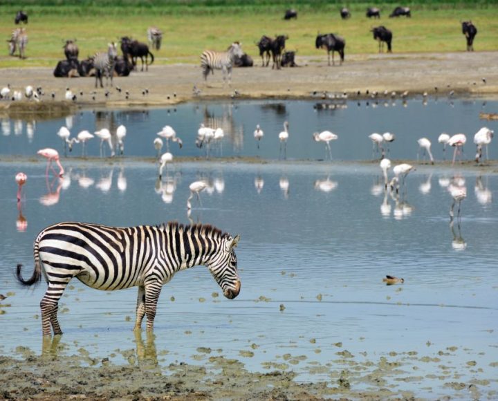 Ngorongoro Crater (2)