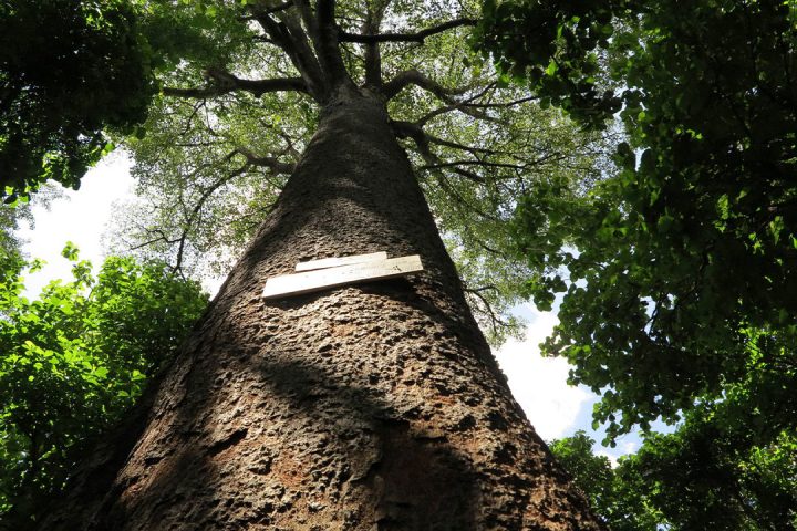 Rau-Forest-Nature-Walk
