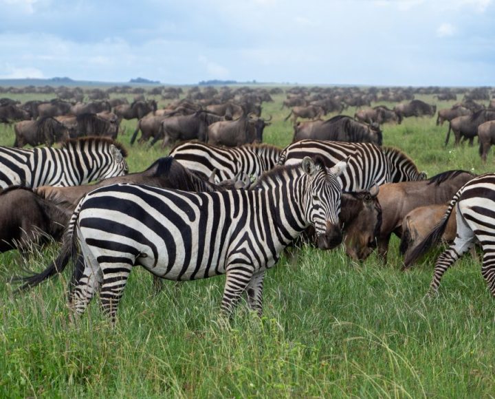 Serengeti National Park (1)