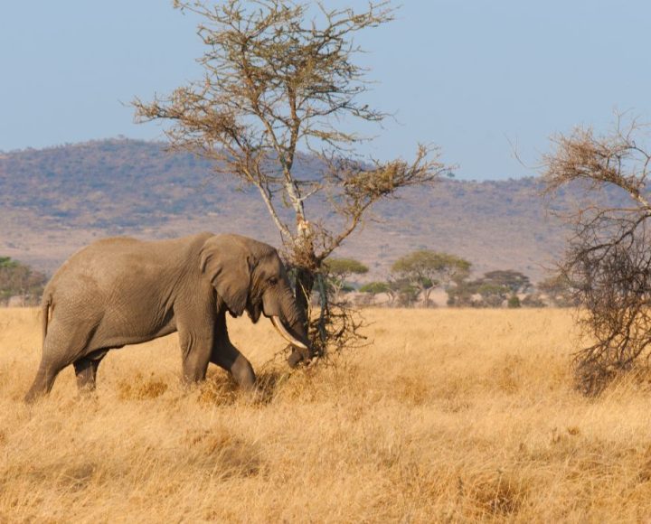 Serengeti National Park (3)