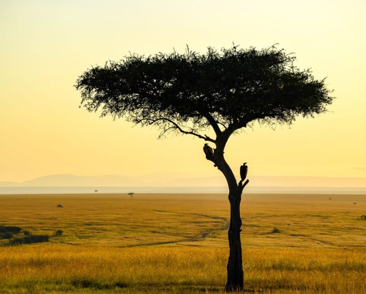 Serengeti National Park (4)