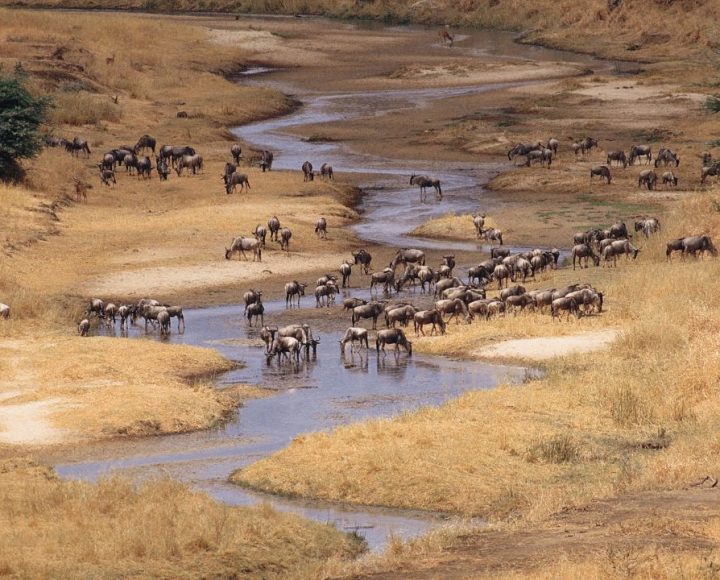 Tarangire National Park (1)