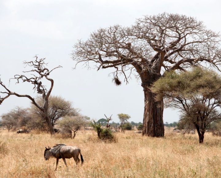 Tarangire National Park (2)