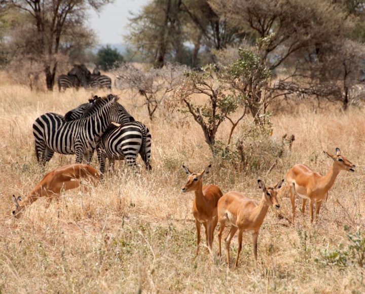Tarangire National Park (3)