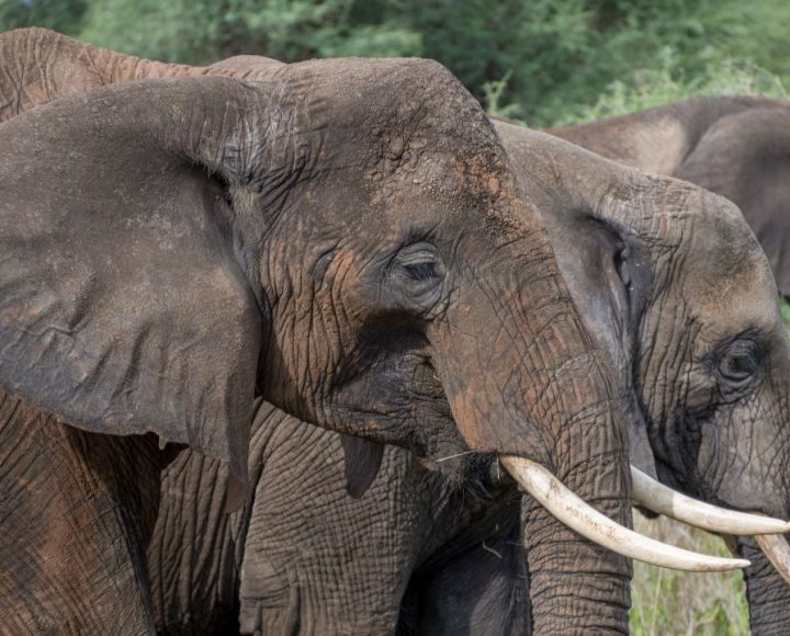 Tarangire National Park (4)