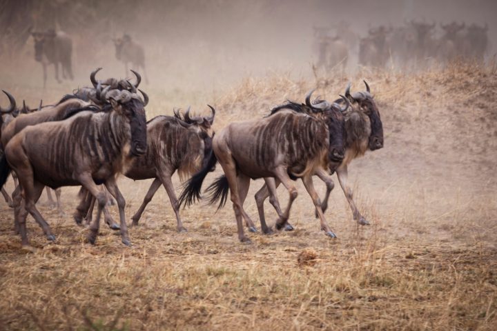 Wildebeest 3-unsplash