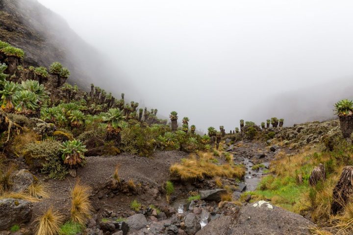 mt. kilimanjaro camp